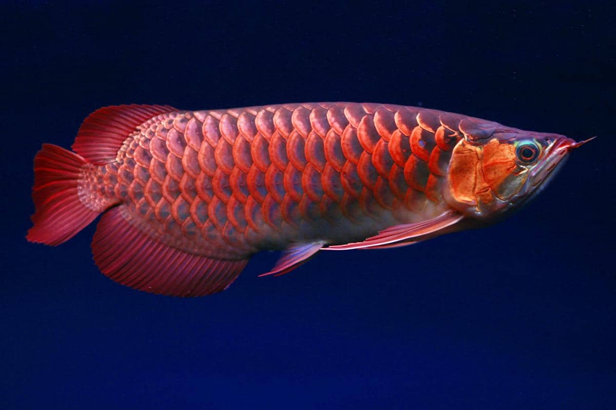 potret siluk merah ikan naga