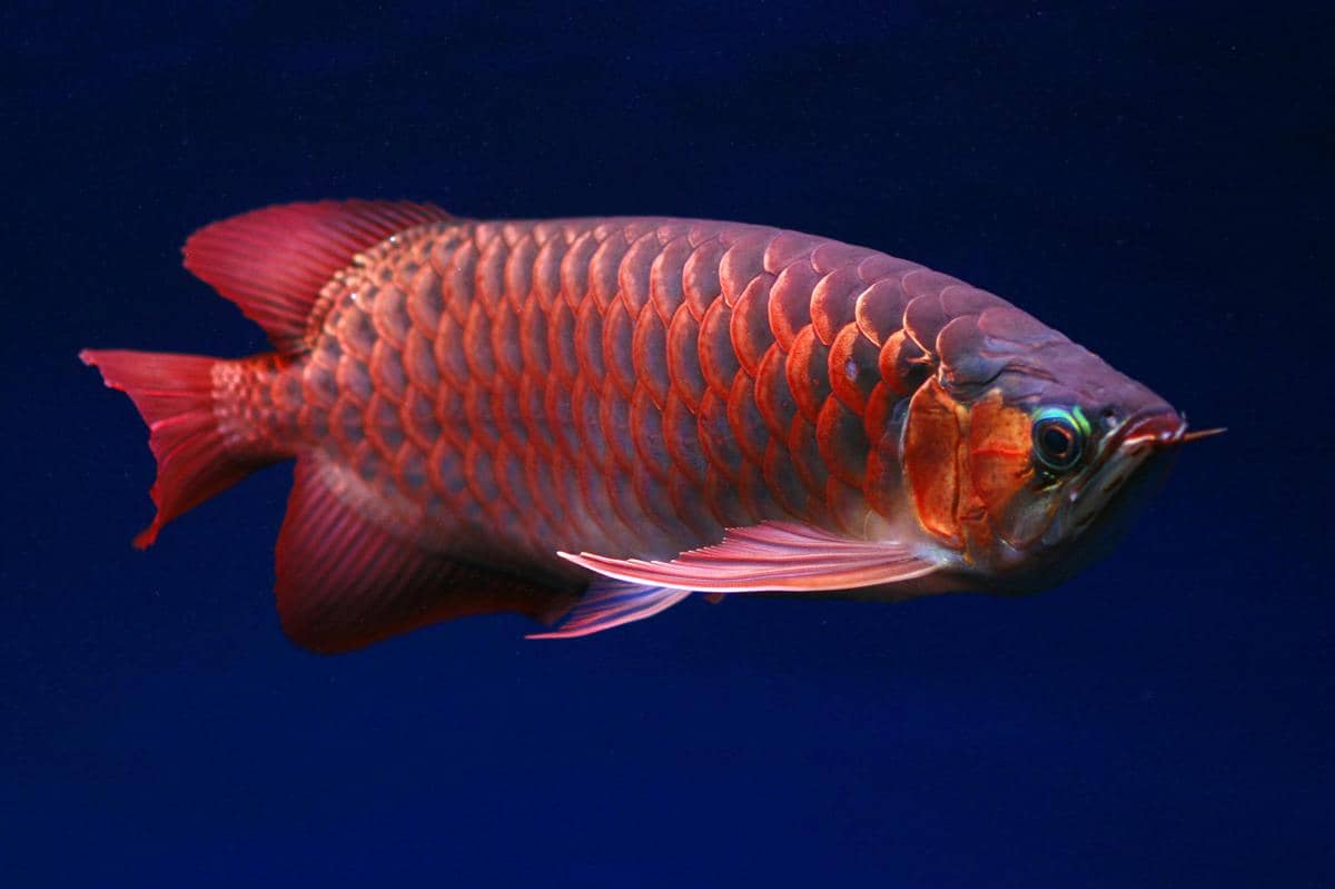 potret siluk merah ikan naga