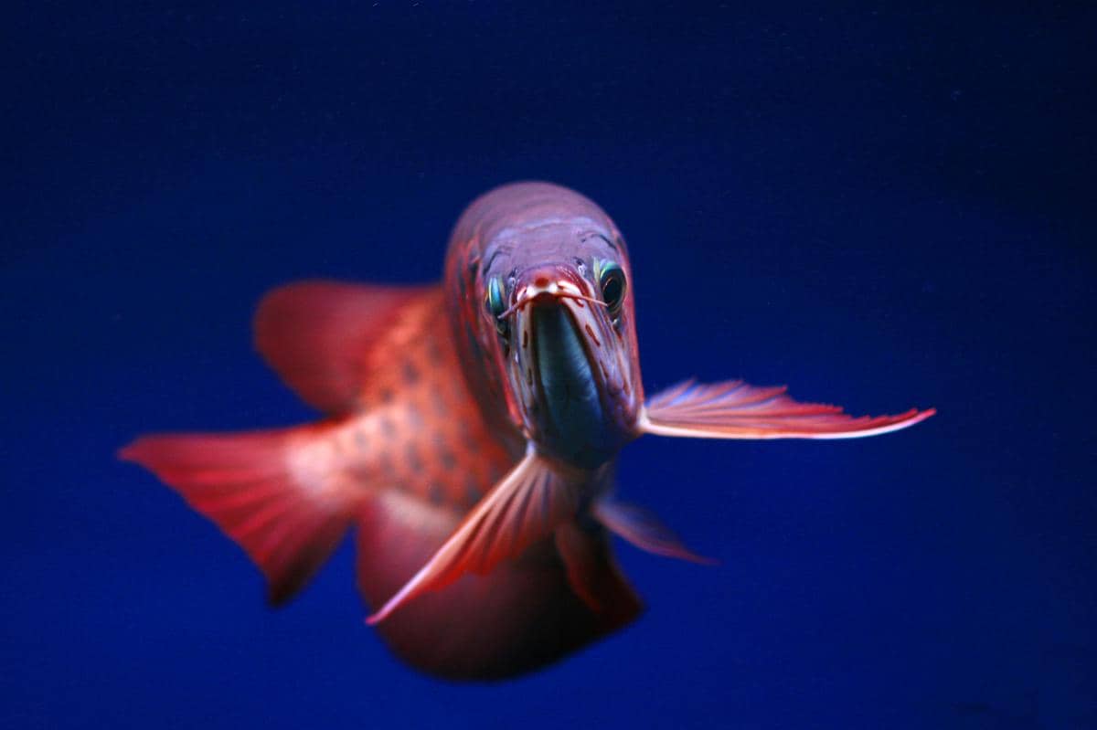 potret siluk merah ikan naga