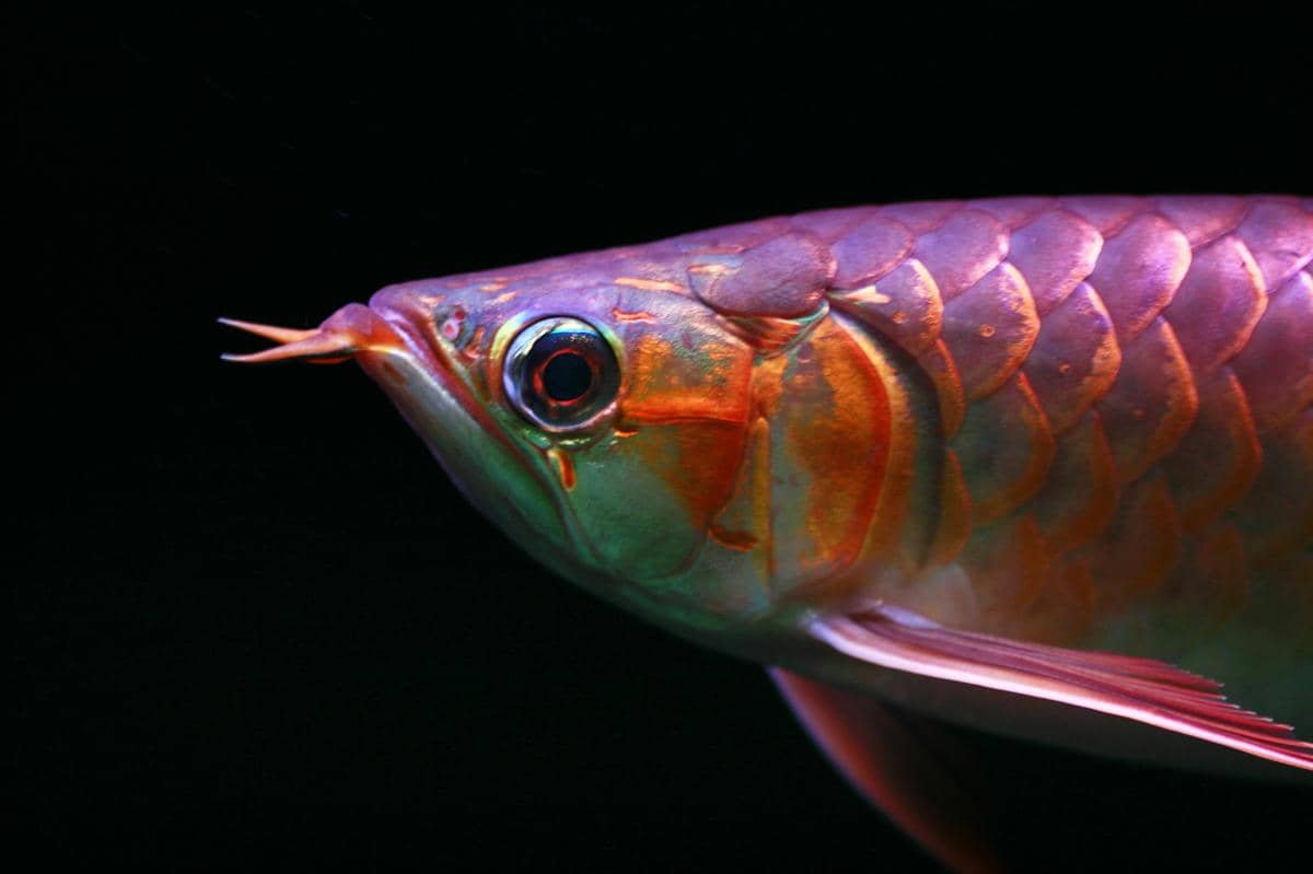 potret siluk merah ikan naga