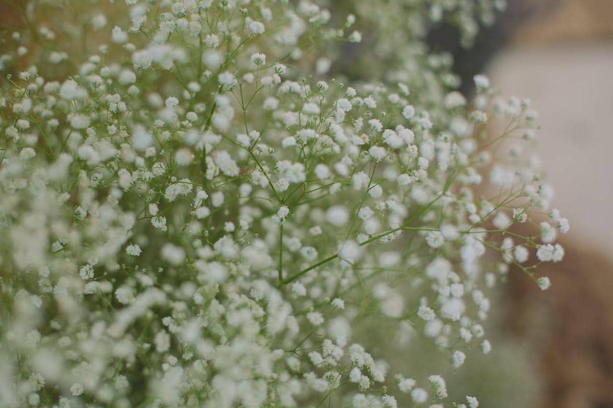 ilustrasi baby's breath