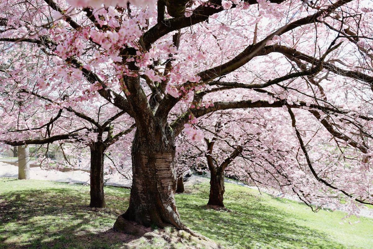 5 Fakta Pohon Sakura, Keindahan yang Menjadi Simbol Diplomasi Dunia