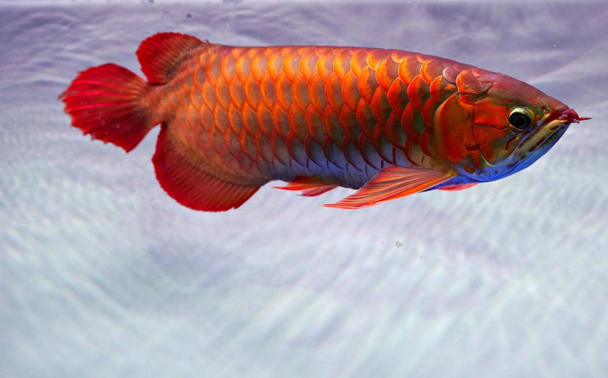 potret siluk merah ikan naga