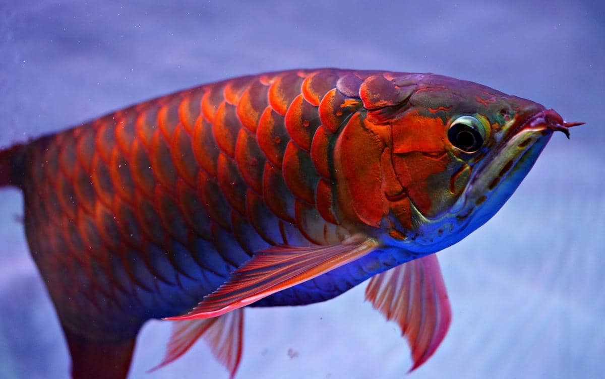 potret siluk merah ikan naga