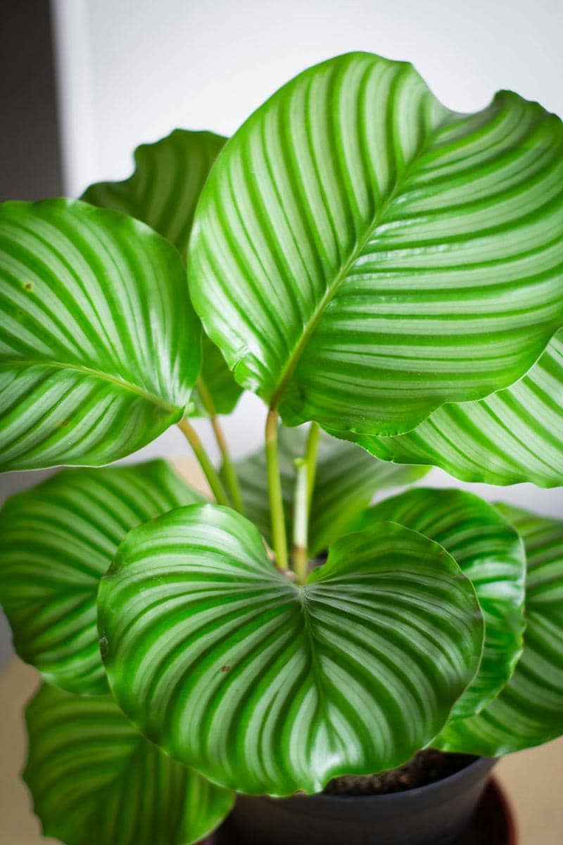 ilustrasi Calathea Orbifolia