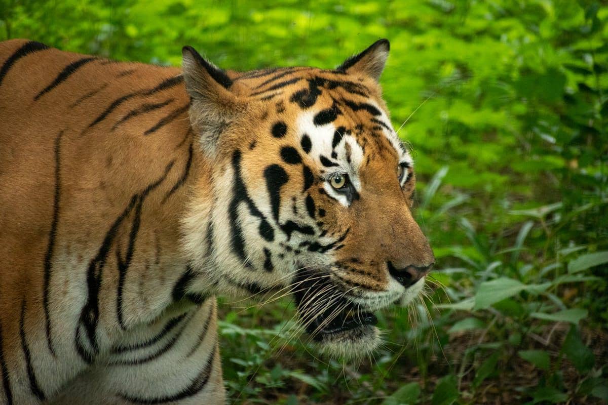 Pekerja Excavator di Riau Diseret Harimau, Selamat Karena Penerangan