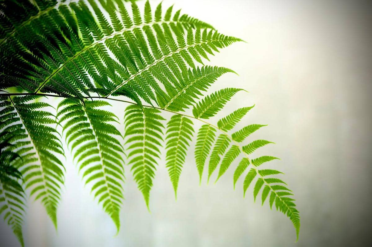 ilustrasi daun pakis