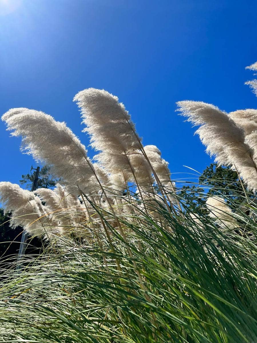 ilustrasi pampas grass