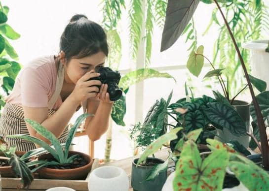 ilustrasi memfoto tanaman hias