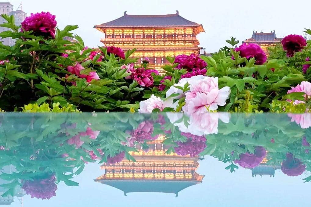 5 Tempat Terbaik Menikmati Festival Peony di Luoyang China