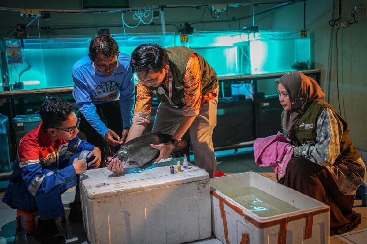 Dampak Investasi Sosial Pertamina, Penjualan Ikan Musi Naik 809 Persen