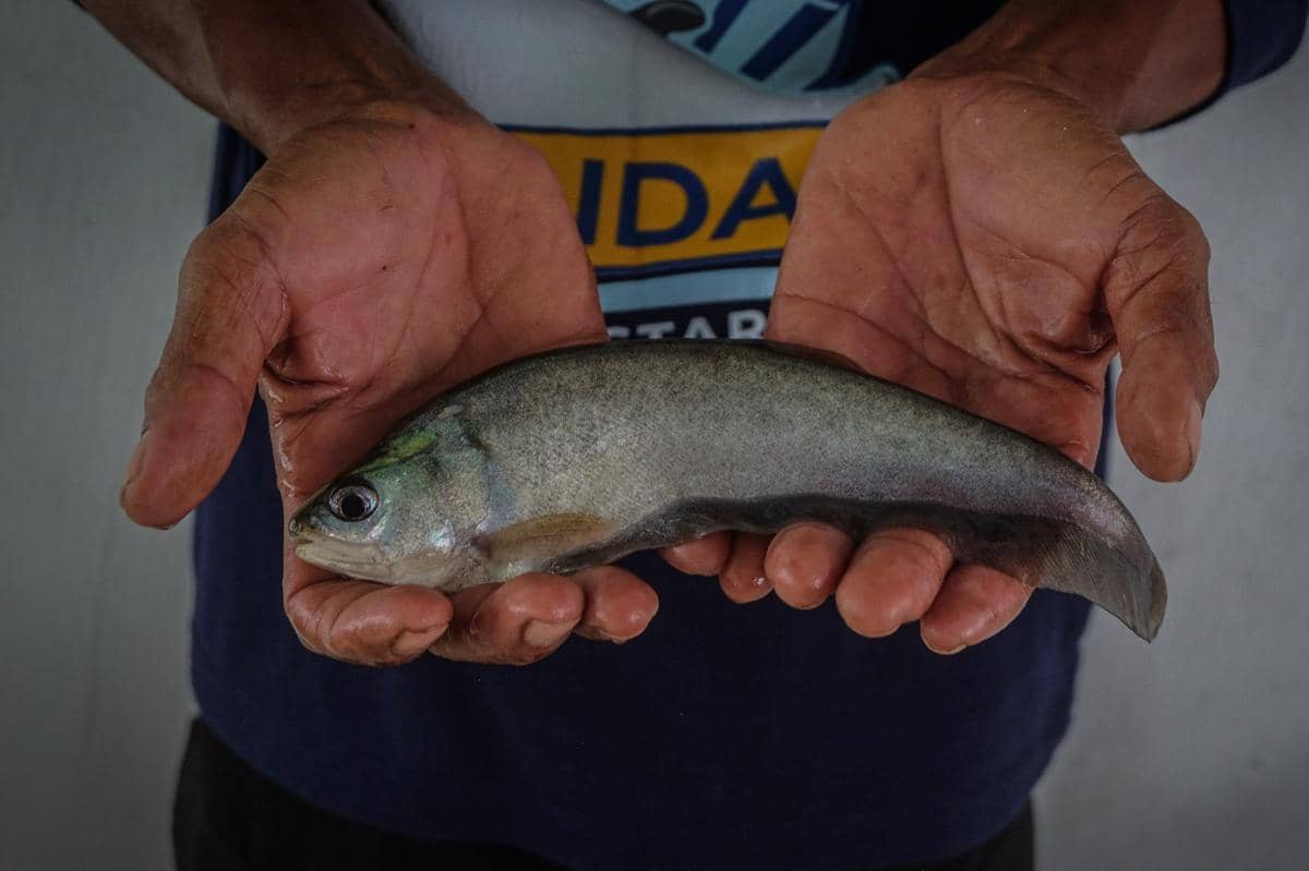 Dampak Investasi Sosial Pertamina, Penjualan Ikan Musi Naik 809 Persen