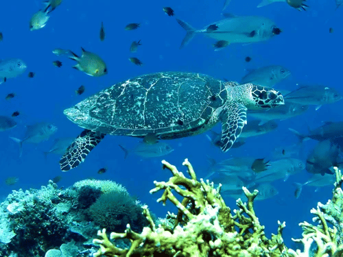 Potret Taman Nasional Teluk Cendrawasih