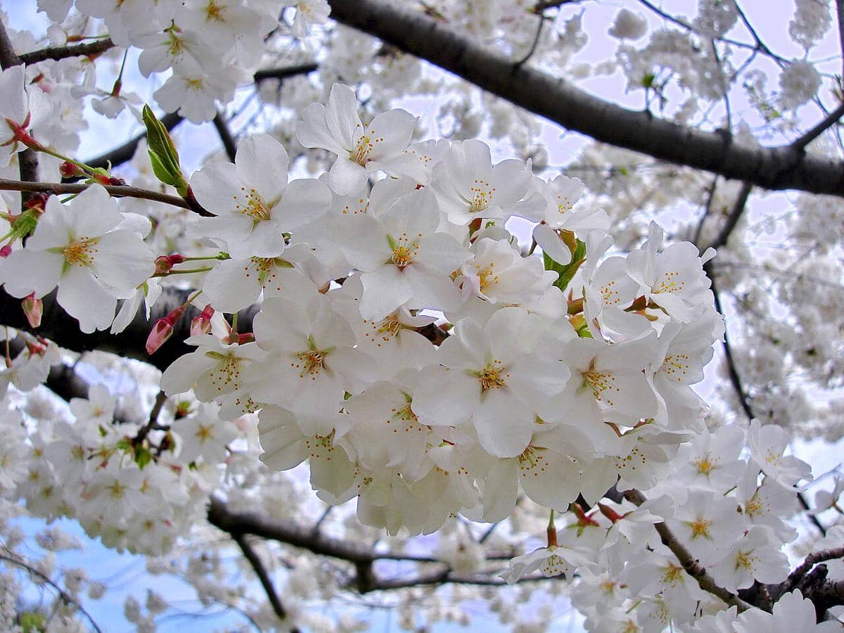 Bunga sakura Yoshino (Prunus × yedoensis), yang juga dikenal sebagai Somei-yoshino dalam bahasa Jepang. Varietas ini adalah salah satu pohon sakura yang paling populer dan banyak dibudidayakan di dunia.