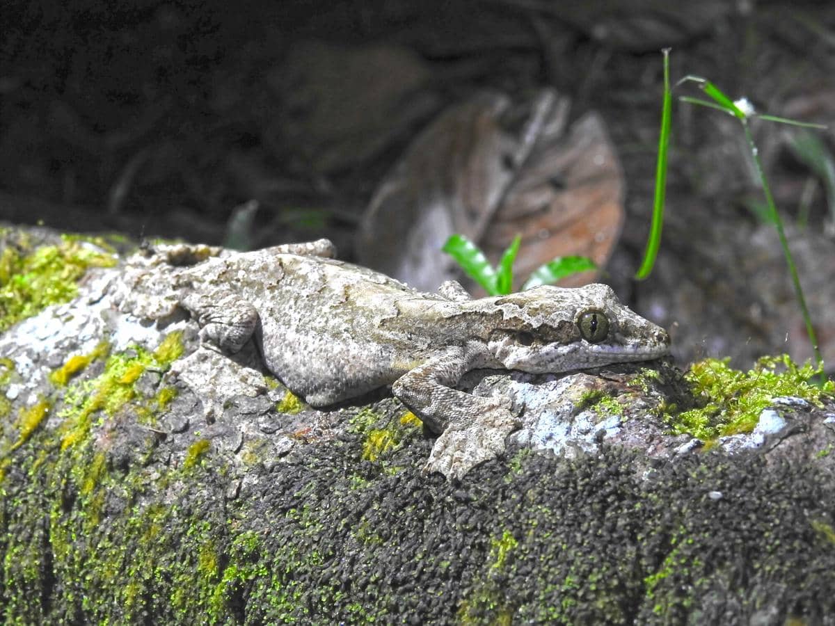 Kuhl's Flying Gecko
