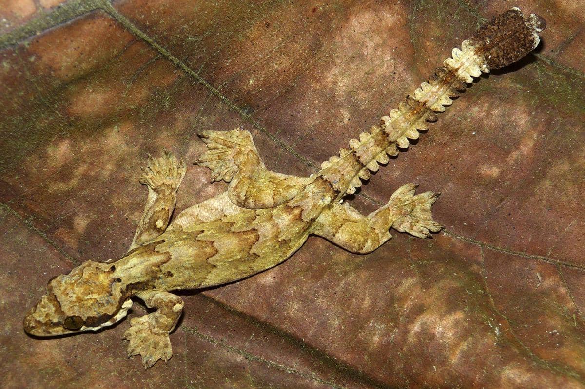 5 Fakta Kuhls Flying Gecko, Cicak Unik yang Bisa Meluncur di Udara