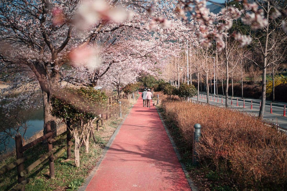 7 Spot Terindah Menikmati Cherry Blossom di Korea Selatan, Berasa Lagi di Drakor! 
