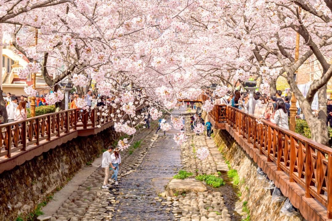 Ilustrasi cherry blossom di Jinhae