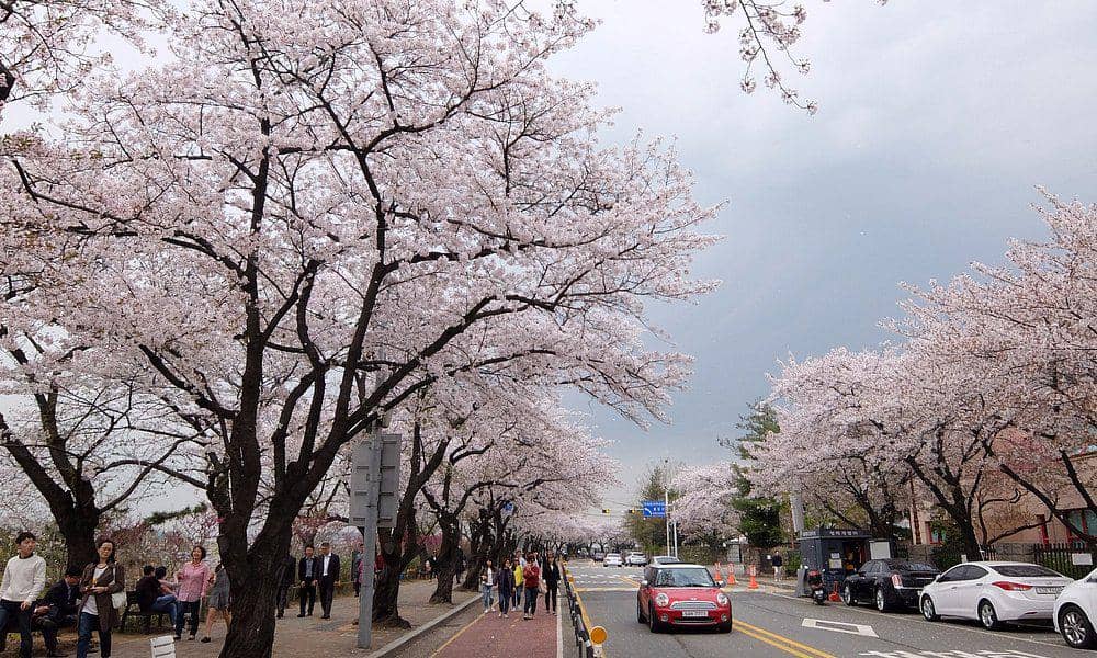 Ilustrasi cherry blossom di Yeouido Hangang Park