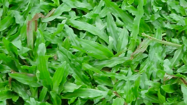 Ilustrasi rumput gajah mini 