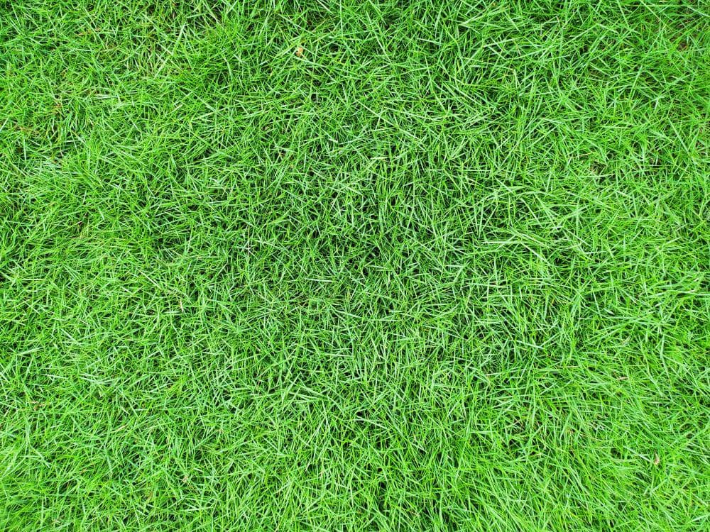 Ilustrasi rumput jepang