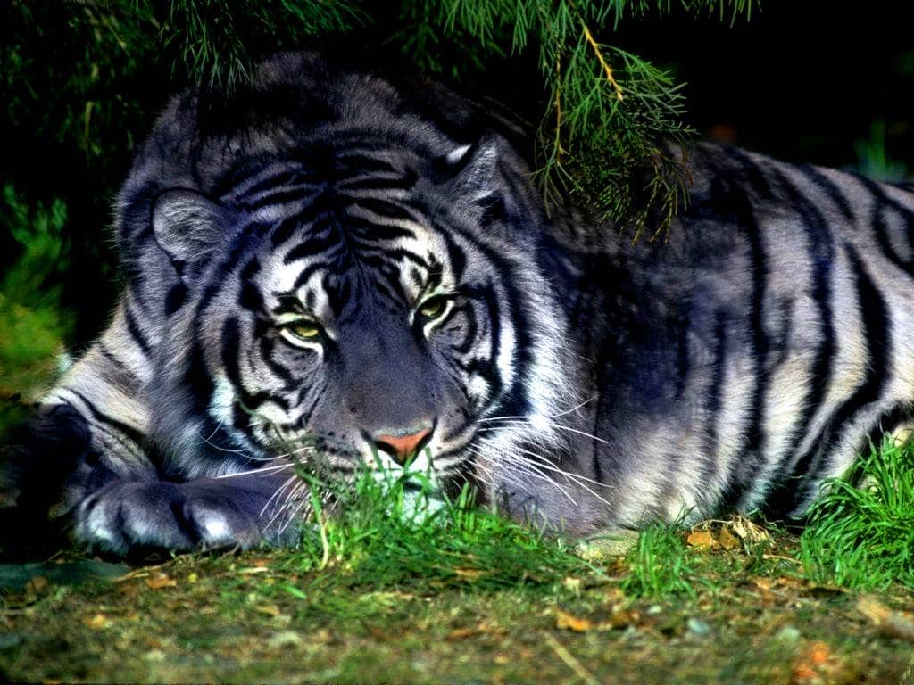  ilustrasi harimau biru atau yang disebut maltese tiger