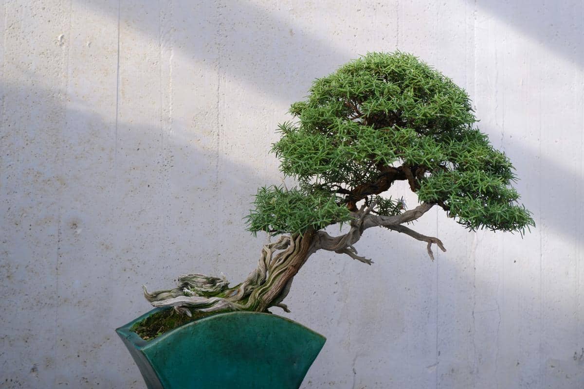 Pohon bonsai 