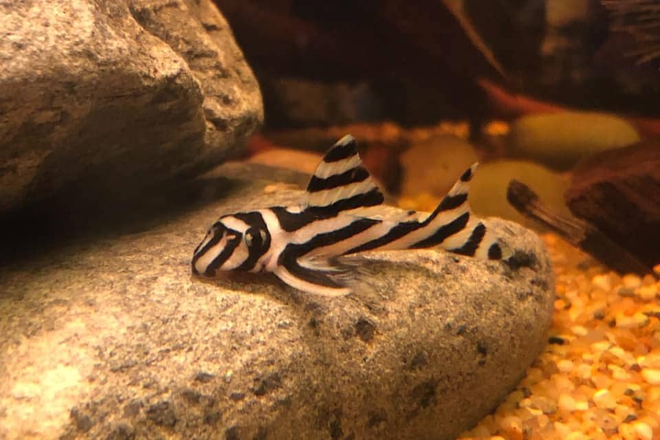 zebra pleco 
