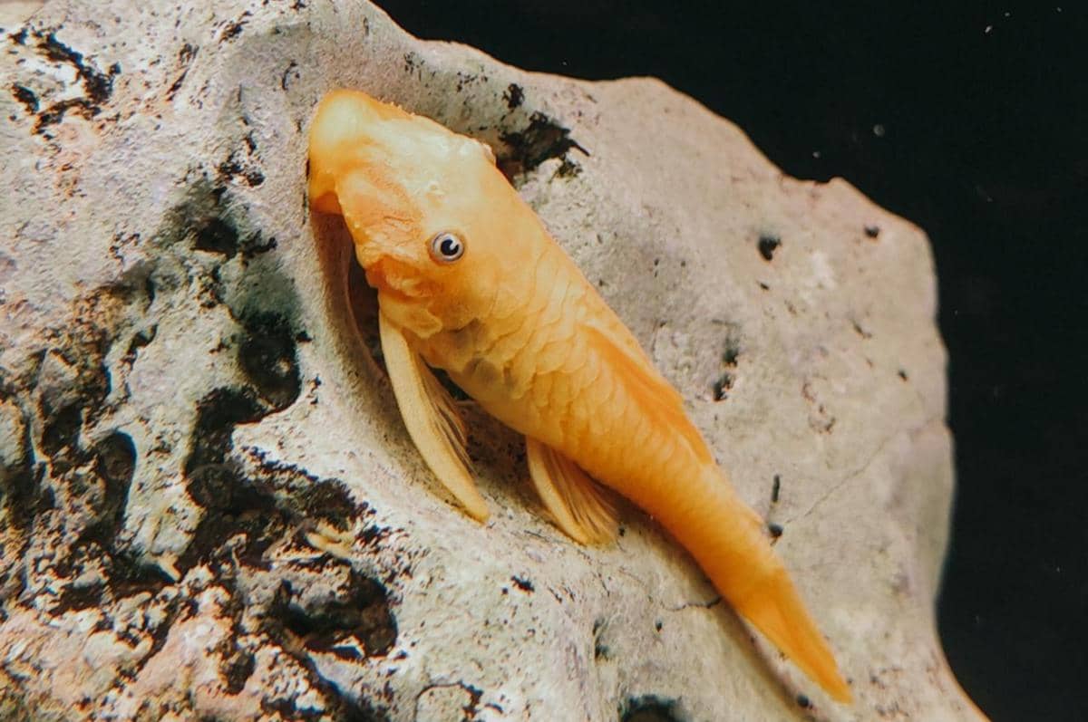 Ikan Sapu-sapu Berasal dari Mana? Ternyata Bukan Asli Indonesia 