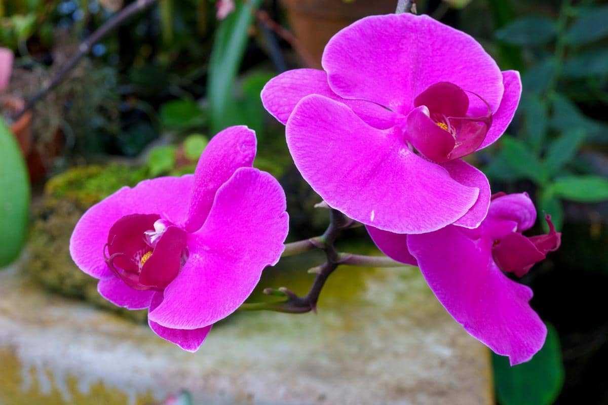 ilustrasi anggrek (pexels.com/frank minjarez)