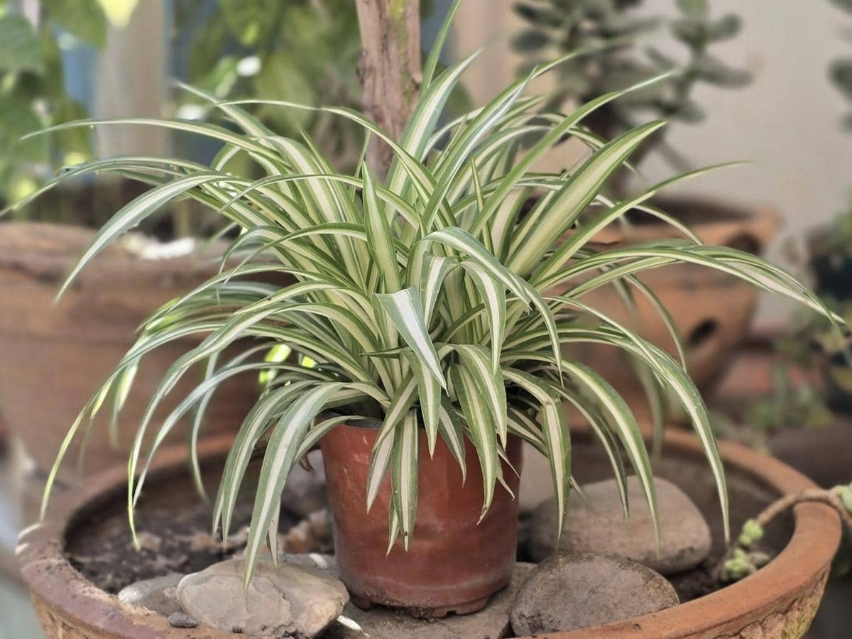 5 Tanaman Hias Pemurni Udara, Cocok Ditaruh di Dalam Rumah