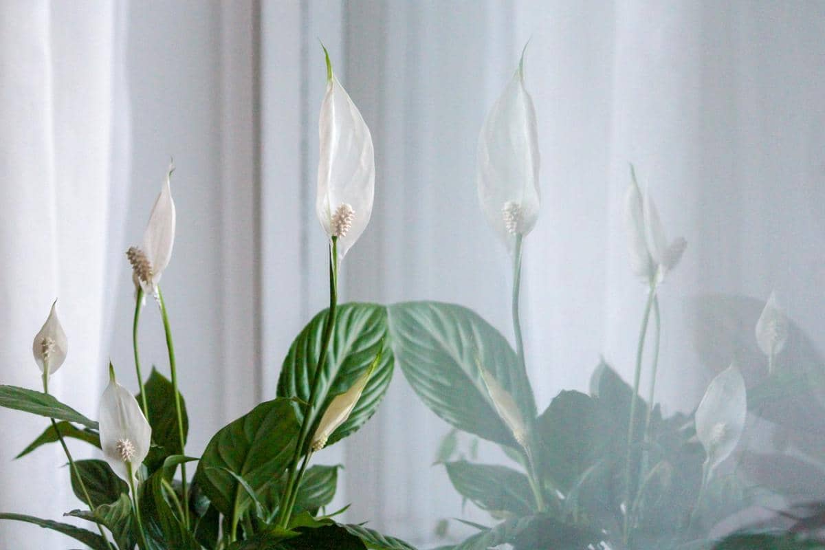 ilustrasi peace lily