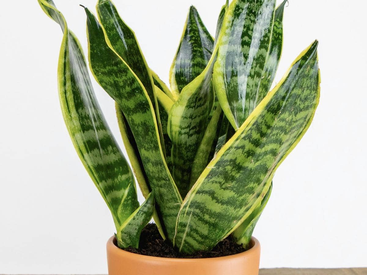 ilustrasi lidah mertua