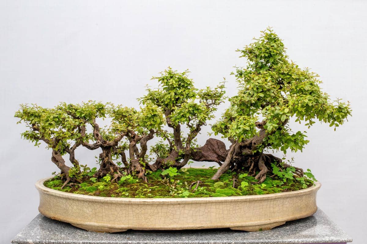 Pohon bonsai 