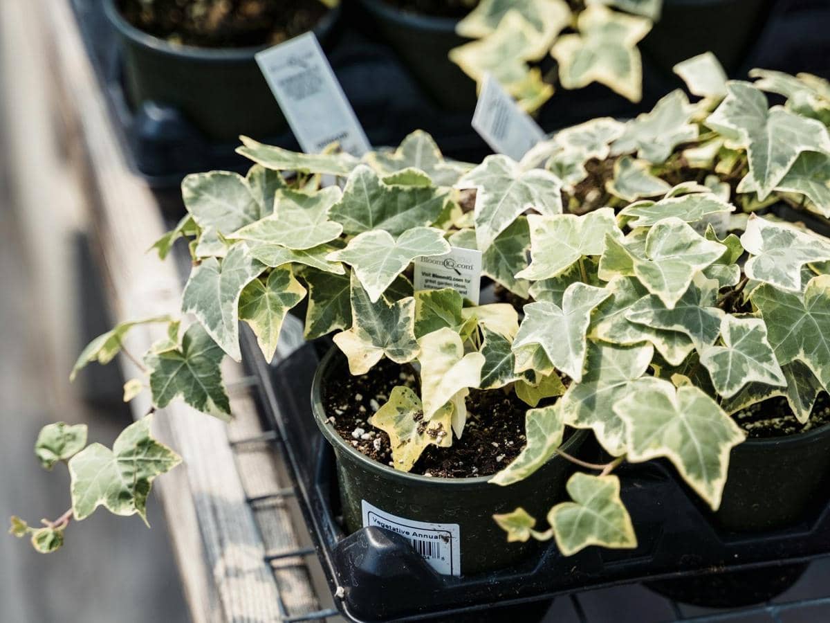 5 Tanaman Hias yang Bisa Menyebabkan Alergi, Cek Yuk!