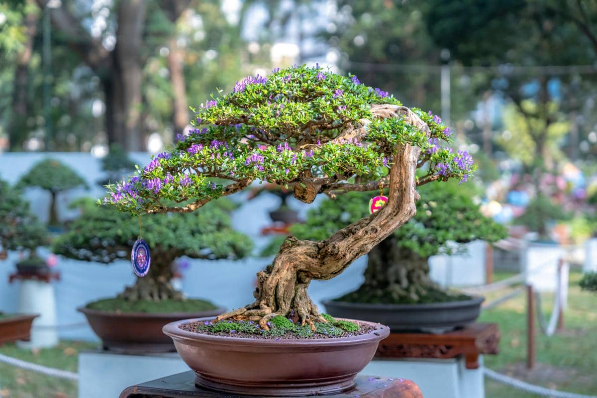 Mengapa Ukuran Pohon Bonsai Tetap Kecil Padahal Berumur Ratusan Tahun?