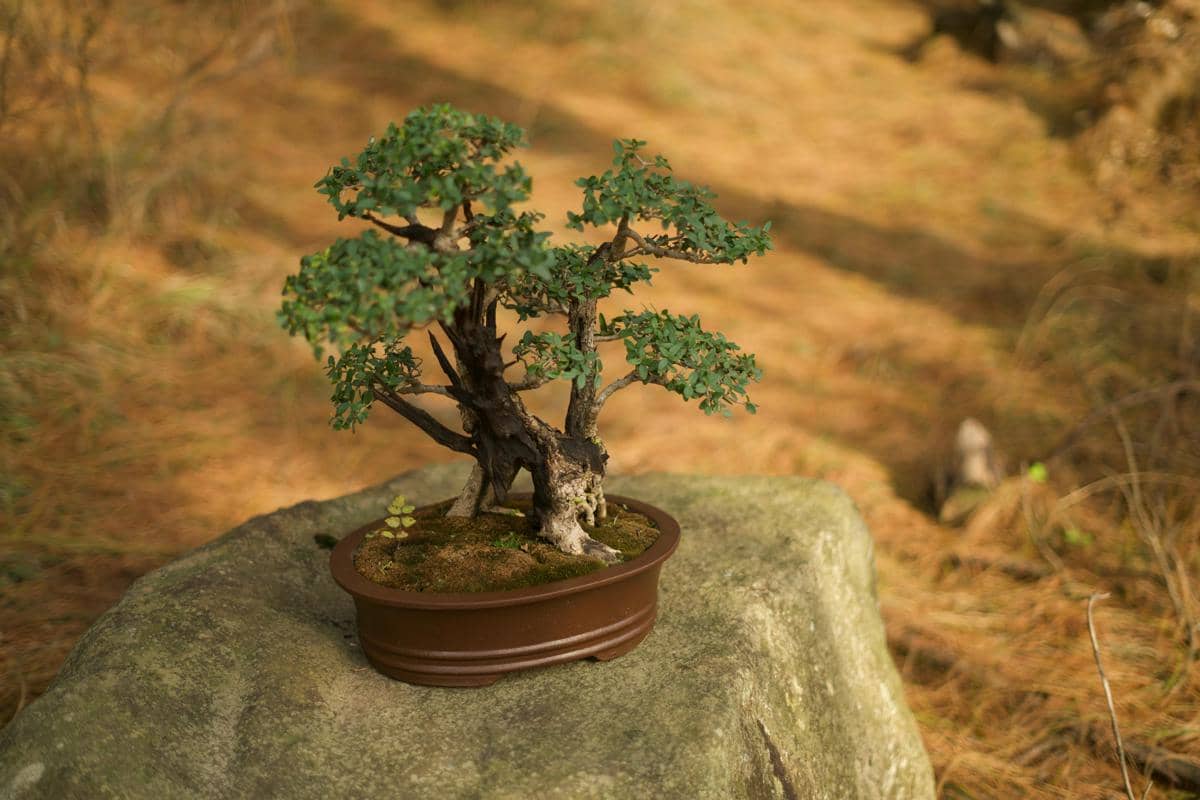Pohon bonsai 