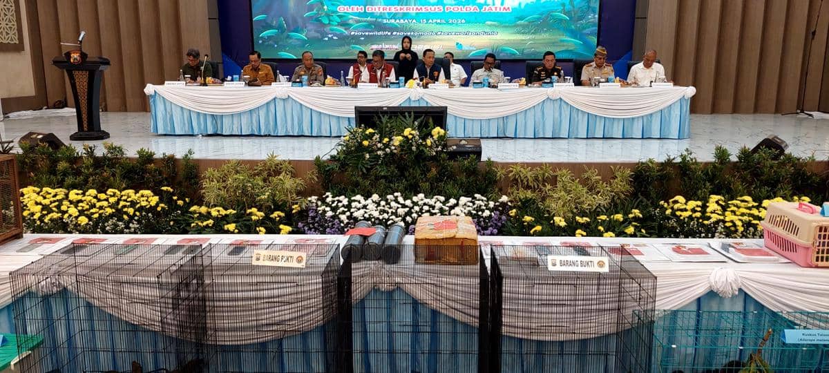 20 Komodo Diperdagangkan, Nilai Tembus Rp565 Juta