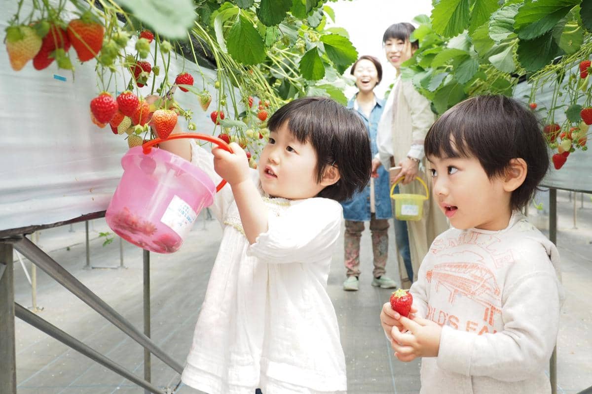 Potret orang memetik stroberi