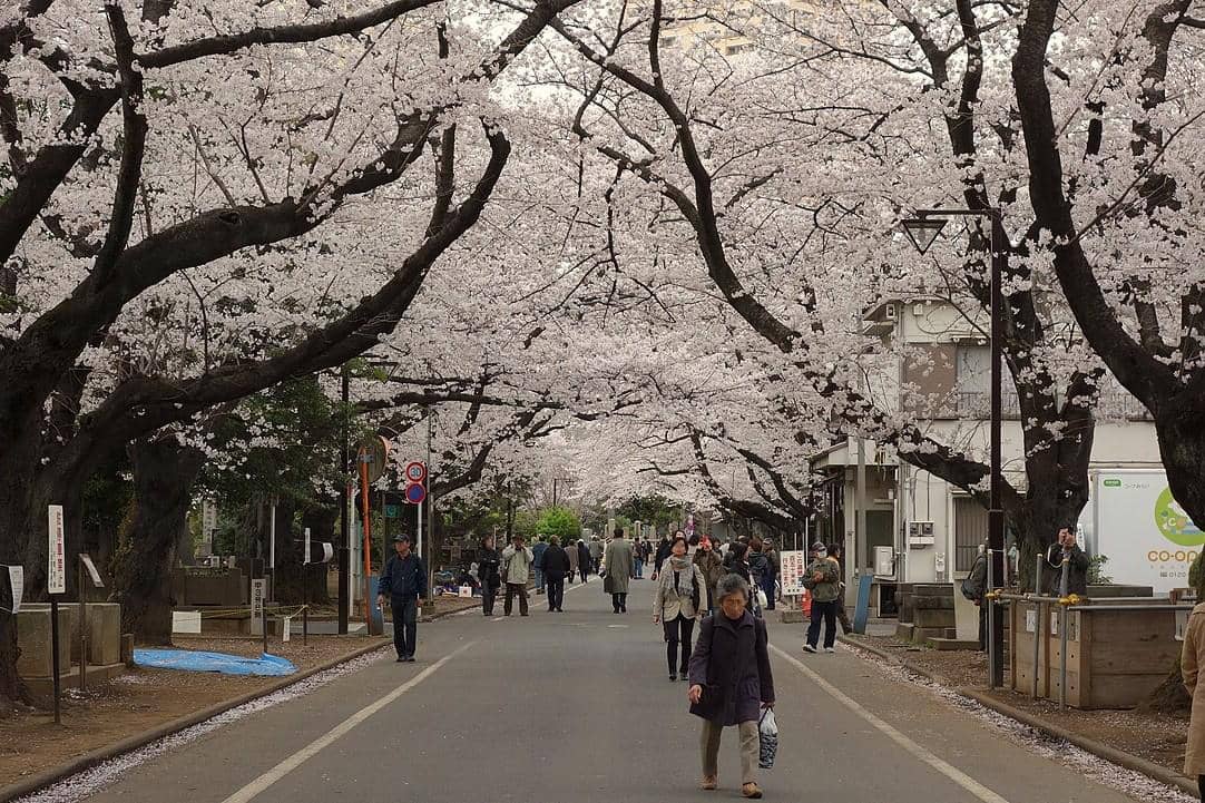 Yanaka Cemetery