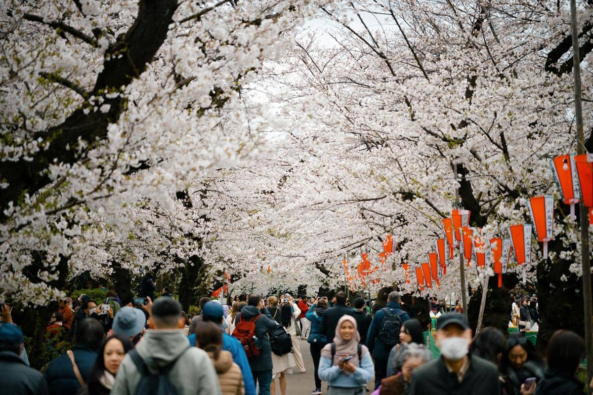 ilustrasi pemandangan bunga sakura di Taman Ueno 
