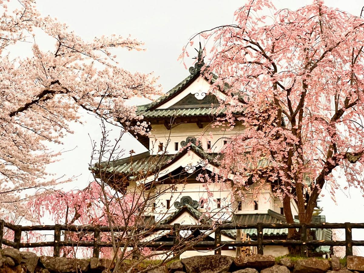 ilustrasi pemandangan bunga sakura di Kastil Hirosaki