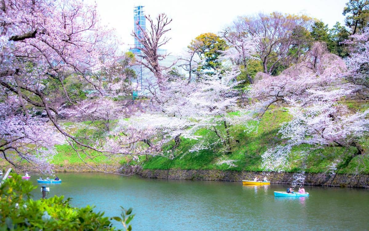 ilustrasi pemandangan bunga sakura di Chidorigafuchi 
