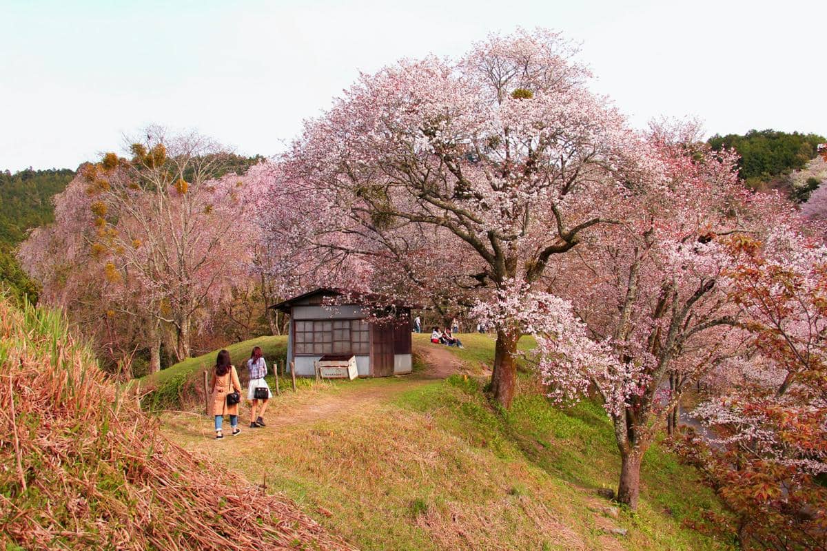 ilustrasi pemandangan bunga sakura di Gunung Yoshino