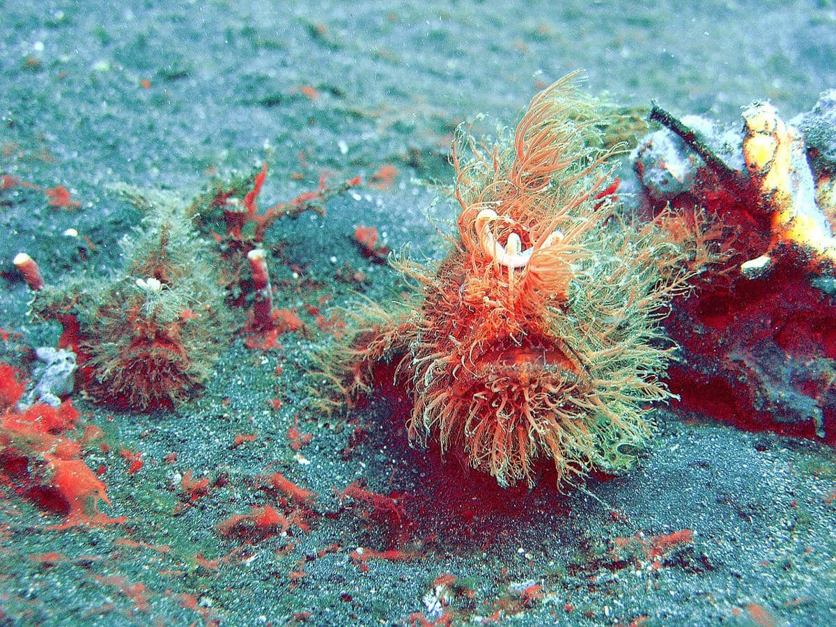 Hairy frogfish berjalan di dasar laut menggunakan siripnya