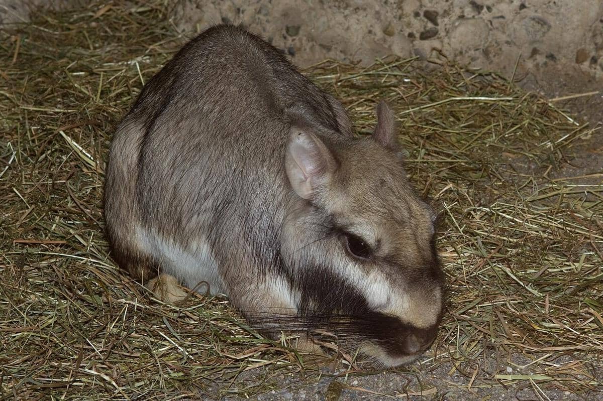 Plains viscacha (Lagostomus maximus) 