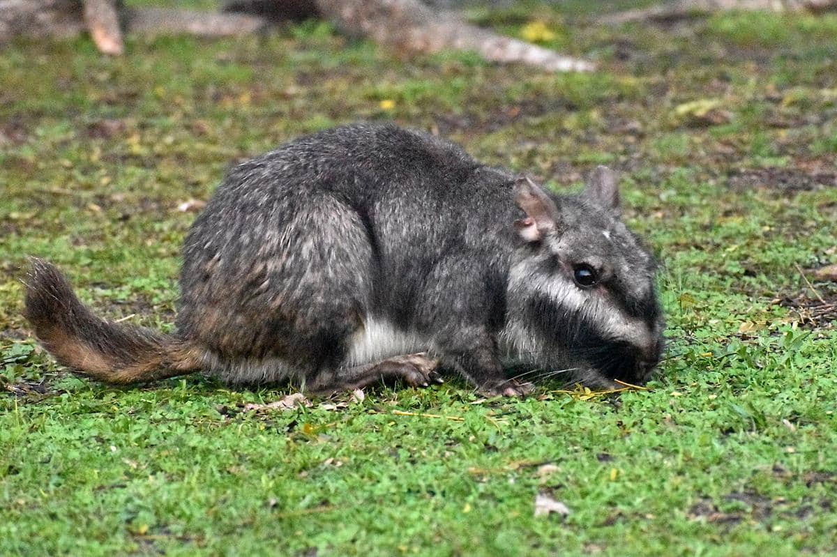 Plains viscacha (Lagostomus maximus) 