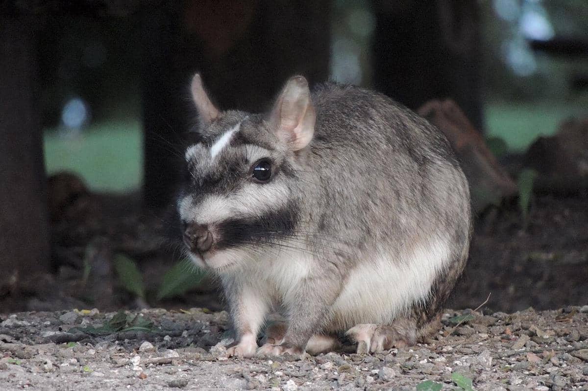 5 Fakta Viscacha Dataran, si Arsitek Kota Bawah Tanah Viscacheras