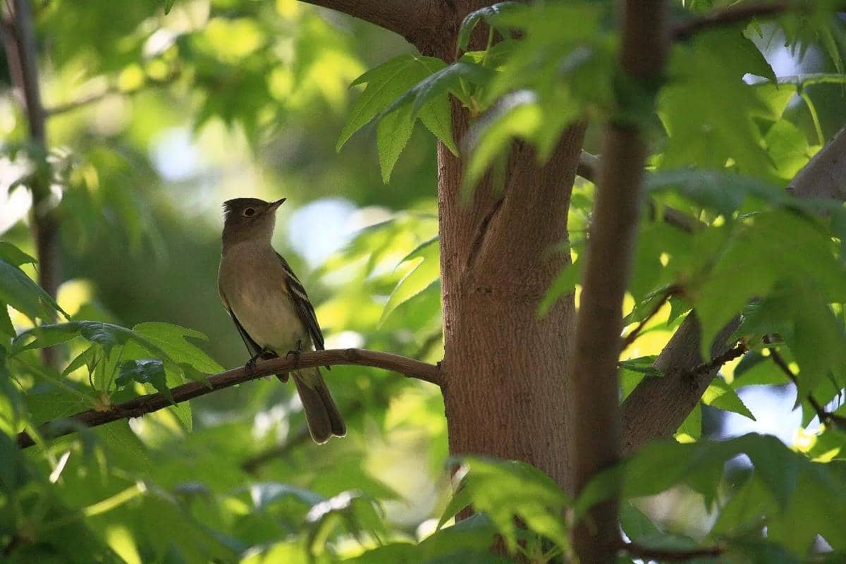 White-crested elaenia dapat ditemukan di berbagai habitat