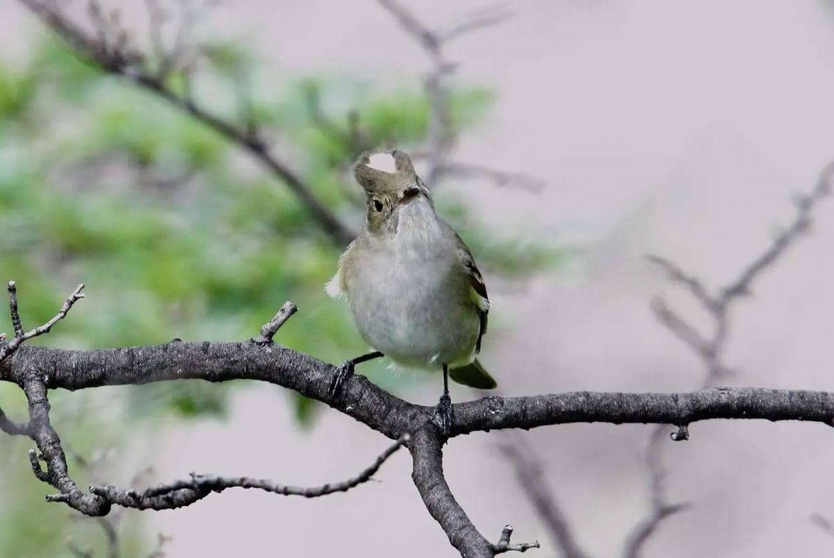 White-crested elaenia lebih sering dikenali dari suaranya